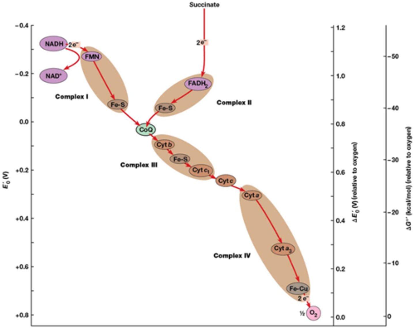 <p>elektronen worden via heel veel exergonische processen uiteindelijk overgedragen naar O2 -> reduceert dan tot water</p><p>je ziet ook op deze afbeelding hoe de carriers geordend zijn in de ademhalingscomplexen van het binnenste mitochondriaal membraan</p><p>ademhalingscomplexen: de bruine ovalen, je hebt er dus 4</p><p>Je ziet op deze afbeelding ook dat succinaat dehydrogenase een buitenbeentje is</p>
