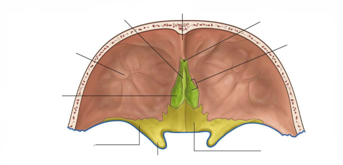 <p>Label the anterior cranial fossa </p>