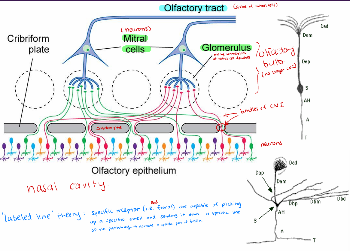 <p>Fascicles of olfactory nerves (CN I) penetrate cribriform plate to enter olfactory bulb</p><p>Synapse on neurons of bulb <strong>(mitral cells)</strong></p><p>Olfactory bulb (no longer CNI) processes and relays information (<strong>2nd order fiber)</strong> into the<strong> lateral and medial olfactory tracts</strong></p><p>Seen on <strong>ventral surface of frontal lobe</strong></p><ul><li><p><span>Olfactory <strong>cell </strong>(a neuron) passes through the openings of the <strong>cribriform plate</strong> as bundles (forms <strong>CN I</strong>), enters the olfactory <strong>bulb </strong>→ <strong>glomeruli </strong>of the <strong>mitral cell</strong>s → olfactory <strong>tract </strong>to the olfactory <strong>cortex </strong>on <strong>parahippocampal gyrus </strong>(Brodmann area 28)</span></p></li><li><p><span><strong>2 total neurons </strong>responsible for conducting message</span></p></li></ul><p></p>