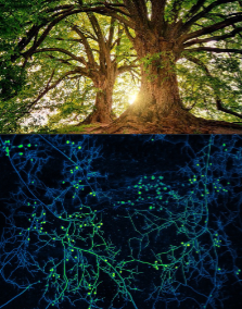 <p>Forest Mutualisms Per Individual Plant</p>