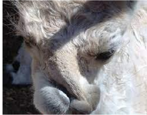 <ul><li><p>Congenital and hereditary disease </p></li><li><p><strong>more common in llamas than alpacas </strong></p></li><li><p>mild cases cause dental issues, needing dental work 2-3 times annually </p></li><li><p>severe deviations often lead to euthanasia due to eating difficulties </p></li></ul><p>Diagnosis: </p><ul><li><p>palpation of bony deviation </p></li><li><p>confirmed with lateral radiographs </p></li></ul><p></p>