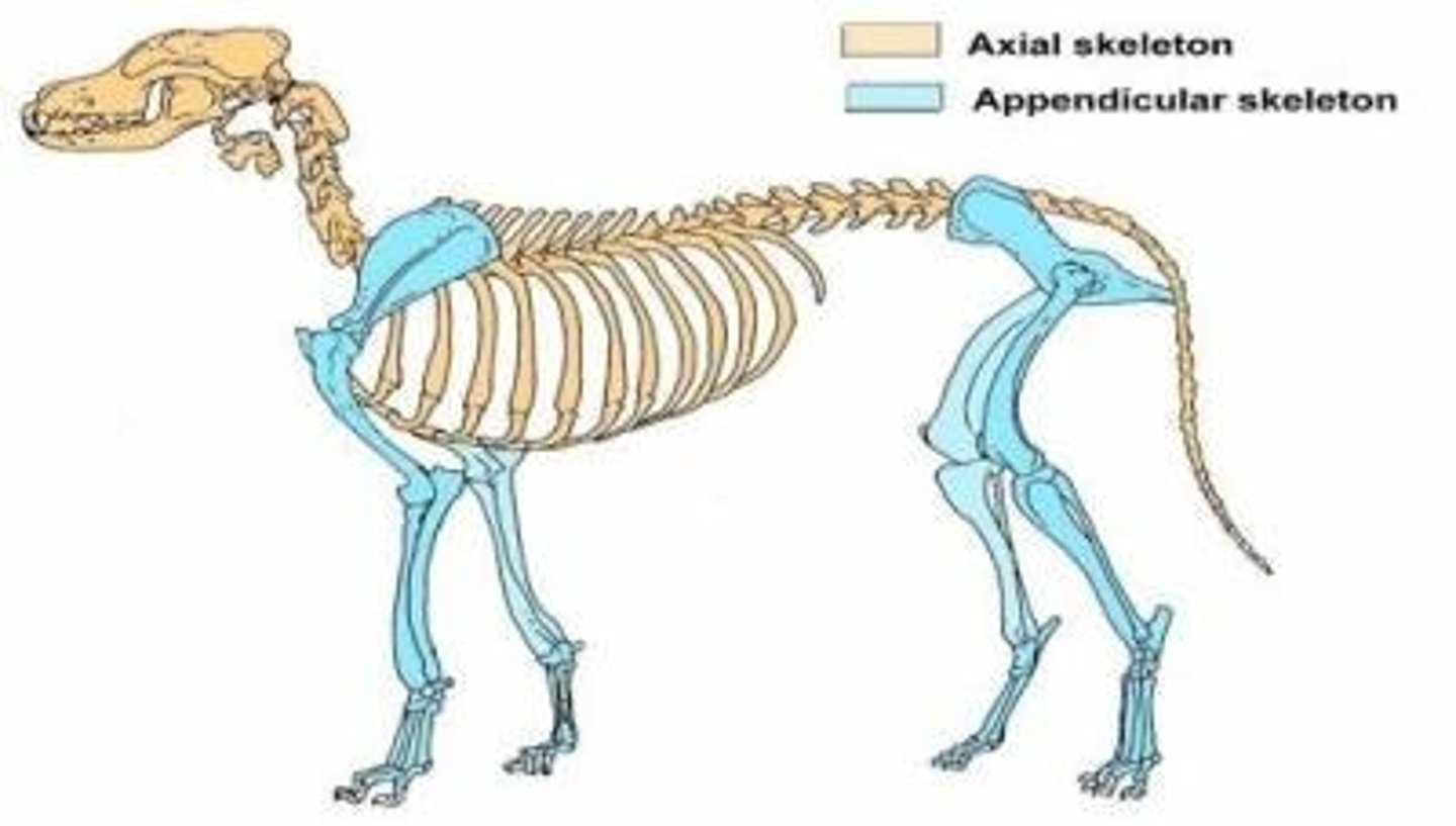 <p>Related to the head, neck, and trunk or torso, the axis of the body. (Tan skeleton)</p>