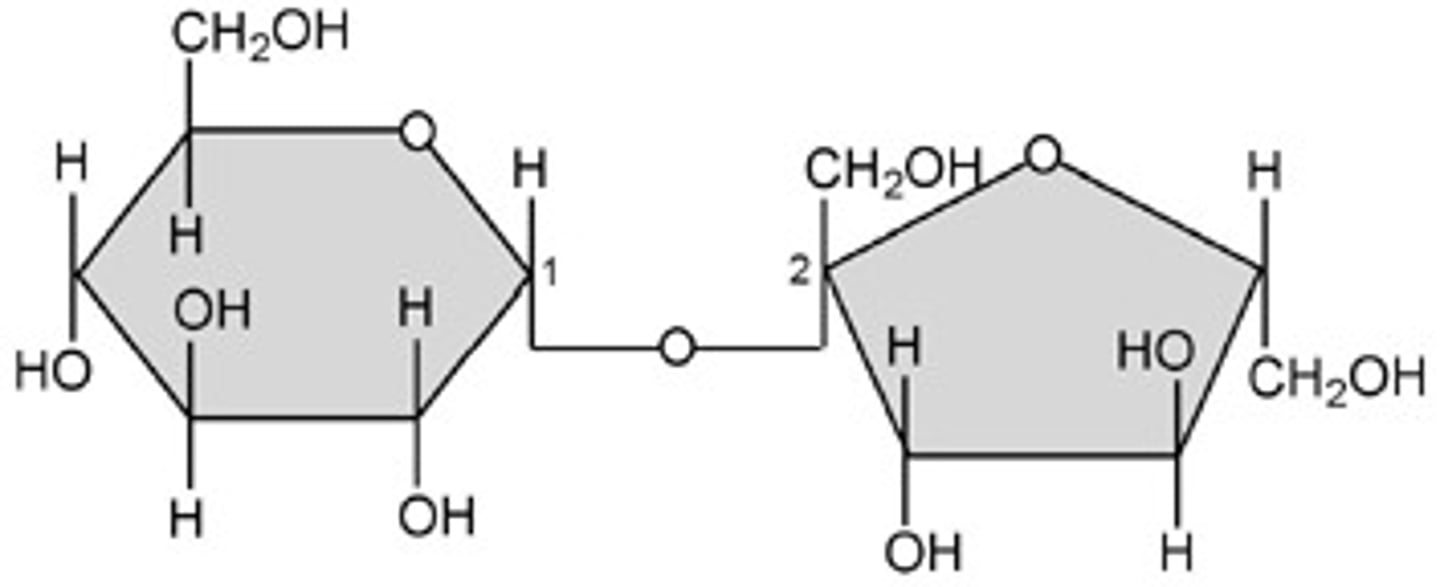 <p>A sugar with two monosaccharides joined together (ex: sucrose and lactose)</p>