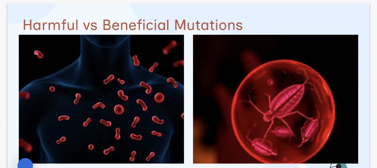<p>Harmful vs beneficial mutations:</p><p>Left image: Sickle cell mutation causing …1?.</p><p>Right image:Same mutation providing resistance to …2?.</p><p>Note-Image on the other side shows beneficial and harmful mutations.</p><p>3.Why might a mutation that causes a disease in one environment be advantageous in another? (Think about sickle cell and malaria)</p>
