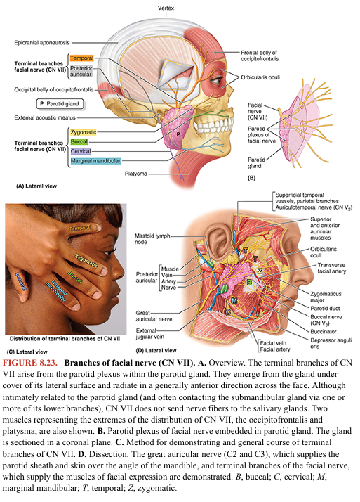 <p>FACIAL NERVE</p>
