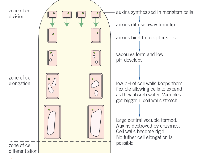 <ol><li><p>Auxin molecules bind to specific receptor sites in plant cell membrane, causing pH to drop to 5 (approx.)</p><ol><li><p>Optimum pH for enzymes needed to keep walls flexible &amp; plastic</p></li></ol></li><li><p>As cells mature, auxin destroyed</p></li><li><p>As hormone level falls, pH rises, &amp; enzymes maintaining plasticity become inactive</p></li><li><p>Wall becomes rigid, more fixed in shape, cell cannot expand &amp; grow </p></li></ol><p></p>