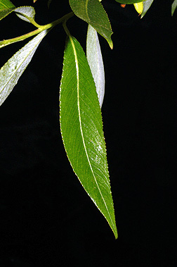 <p>Common Name</p>