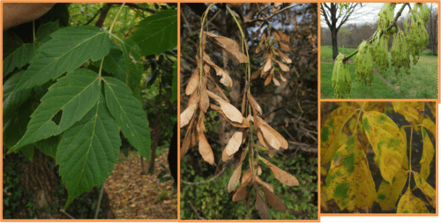 <p>Sapindaceae Acer negundo</p>