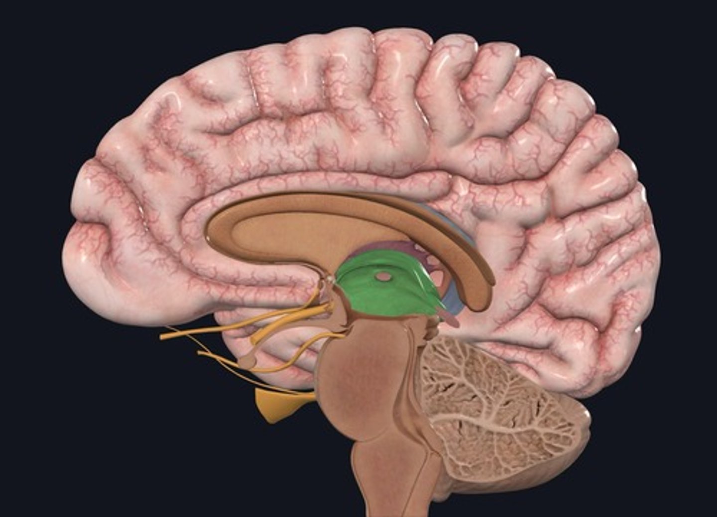 <p>Name the structure highlighted green.</p>
