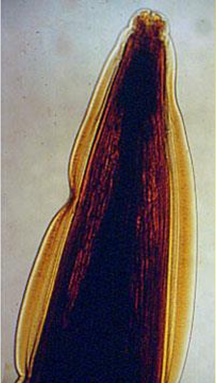 <ol><li><p>SN</p></li><li><p>PS</p></li><li><p>DH</p></li></ol><p></p>