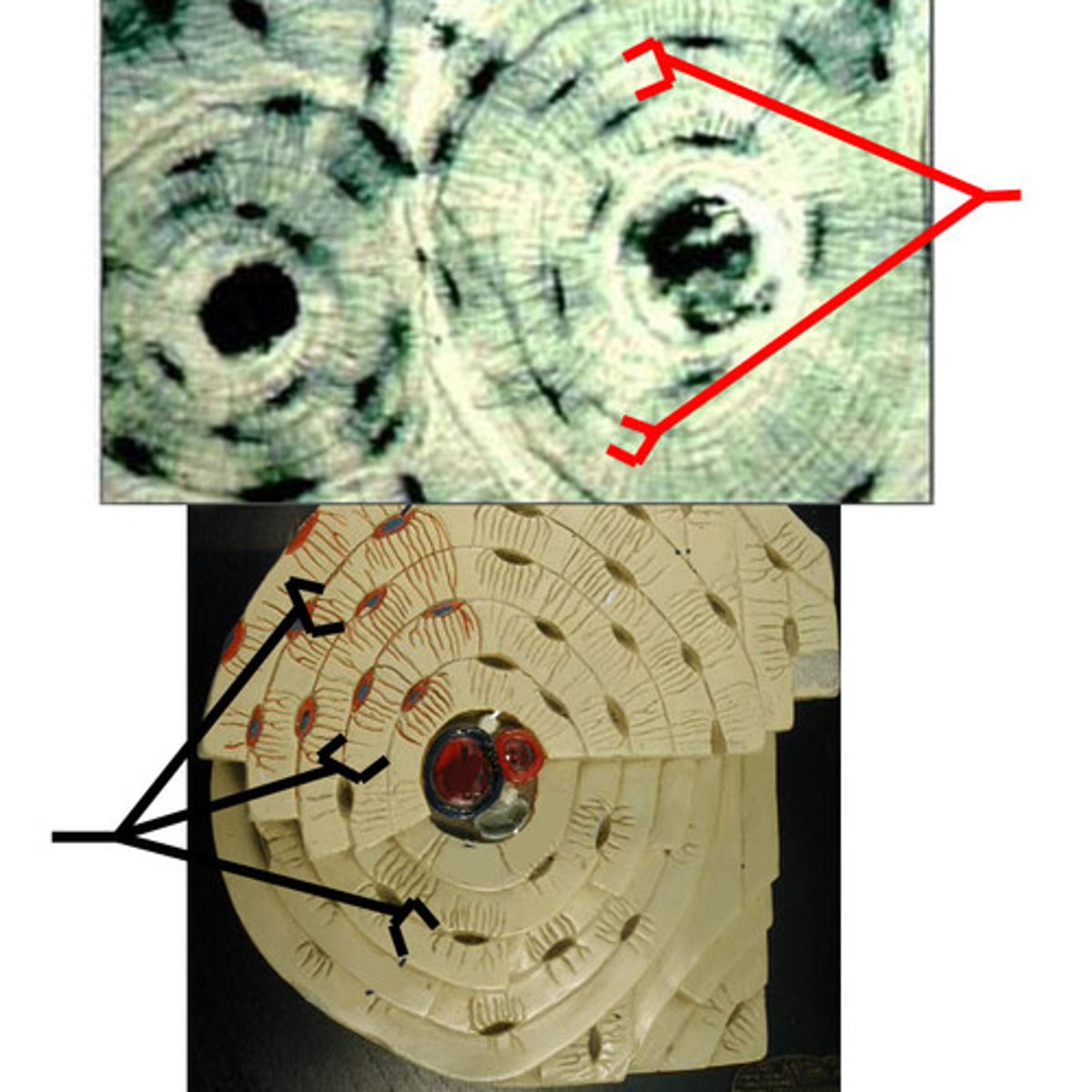 <p>Concentric rings made up of groups of hollow tubes of bone matrix</p>