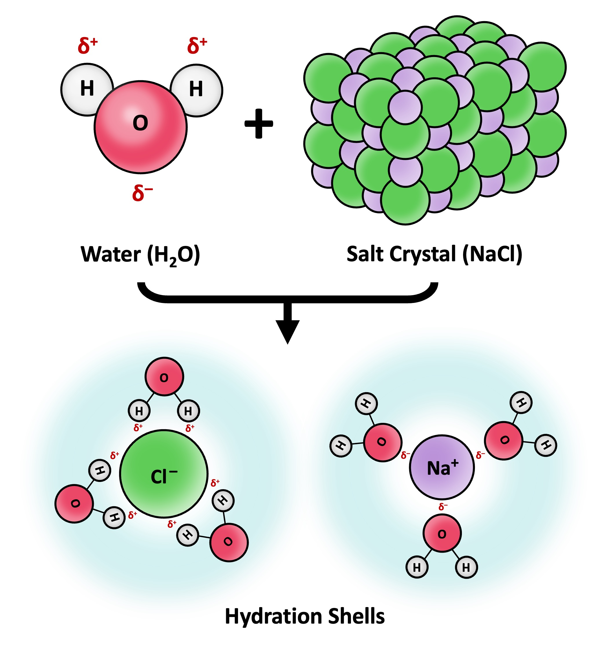 <ul><li><p><span style="background-color: transparent; font-family: &quot;Helvetica Neue&quot;, sans-serif;"><span>Water’s ability to dissolve solutes &amp; ions depend on its polarity:</span></span></p><ul><li><p><span style="background-color: transparent; font-family: &quot;Helvetica Neue&quot;, sans-serif;"><span>Positive cations / solute parts attract water’s oxygen</span></span></p></li><li><p><span style="background-color: transparent; font-family: &quot;Helvetica Neue&quot;, sans-serif;"><span>Negative anions / solute parts attract water’s hydrogen&nbsp;</span></span></p></li></ul></li></ul><p><span style="background-color: transparent; font-family: &quot;Helvetica Neue&quot;, sans-serif;"><span>→ this forms hydrogen bonds or electrostatic attractions between water &amp; polar molecules</span></span></p><div data-type="horizontalRule"><hr></div><ul><li><p><span style="background-color: transparent; font-family: &quot;Helvetica Neue&quot;, sans-serif;"><span>After attraction, water molecules form </span><strong><span>hydration shells</span></strong><span> around solutes to prevent them from precipitating</span></span></p><ul><li><p><span style="background-color: transparent; font-family: &quot;Helvetica Neue&quot;, sans-serif;"><span>This keeps ions dissolved &amp; free to move → key for cellular processes</span></span></p></li></ul></li></ul><p></p>
