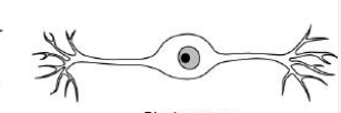 <p>Sensory Neurons</p>