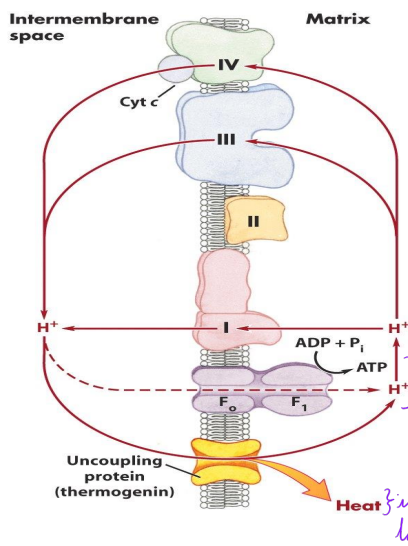<p>Forms a pore in the inner mitochondrial membrane in babies</p><p>Newborns lose lots of heat because of surface area to volume ratio → transporting H+ through thermoglobin channel without making ATP makes hear → babies don’t die</p>