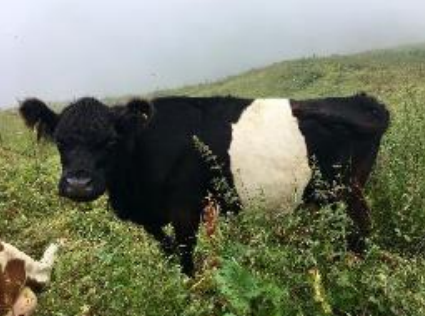 <p>What breed is this?</p>