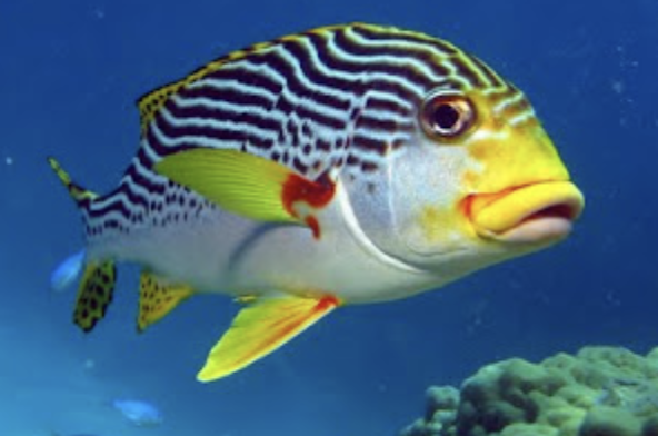 <p>grunts and sweetlips</p><p></p><p></p><p>Key points:</p><ul><li><p>136 spp</p></li><li><p>bass-like body with variable forehead profile, eyes larger than snappers</p></li><li><p>small mouth and teeth,&nbsp;“grunt by grinding pharyngeal teeth</p></li><li><p>nocturnal schooling demersal carnivores</p></li></ul><p></p>