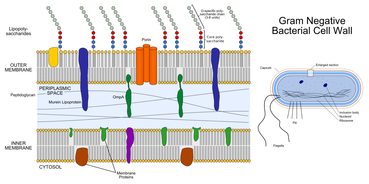<p>Has a thin outer membrane + cell wall</p><p>True phospholipid bilayer</p><p>Permeable to small molecules</p><p>Porins present - these are channels for small anionic compounds</p><p>Not very permeable to antibiotics because it is not lipid soluble</p><p>Lipopolysaccharide layer</p><p>Thin layer of peptidoglycan</p>