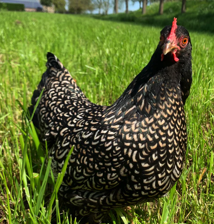 <p><span><span>• De grote donkerbruine eieren die hij legt zijn uniek, ze worden namelijk maar door één andere soort kip gelegd.</span></span></p>