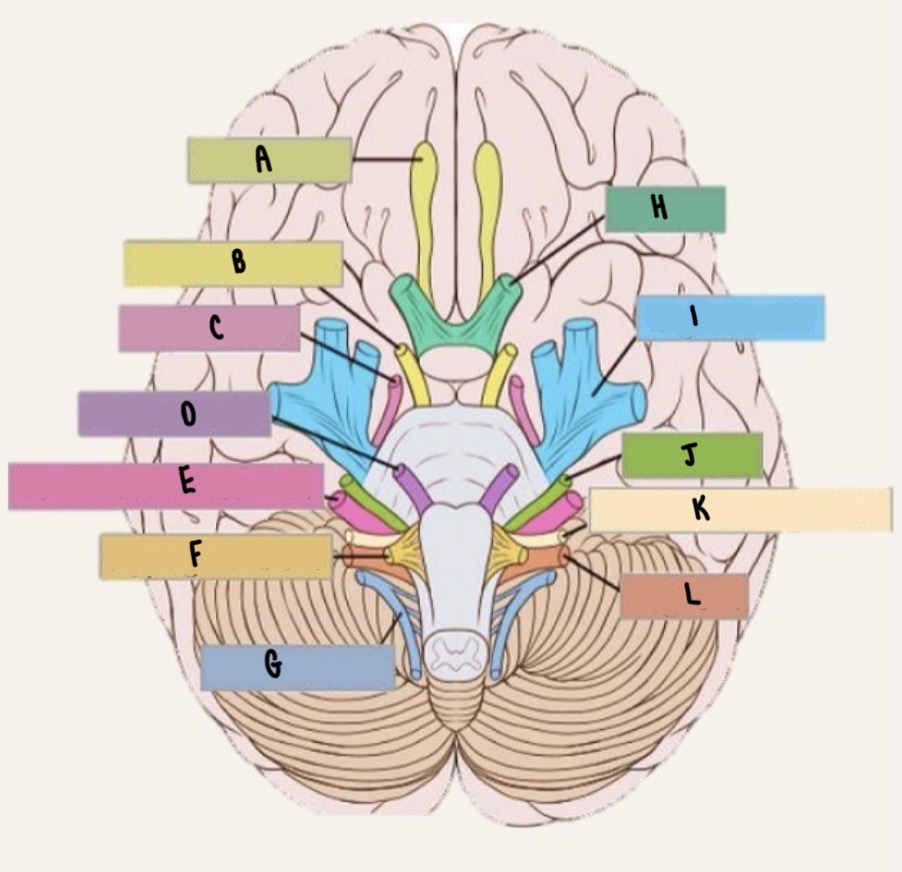 <p>What cranial nerve is labeled G?</p>