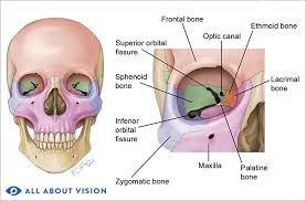 <p>A conical (pyramidal) bony cavity ≈40 mm in each dimension that houses the eye and its supporting structures.</p>