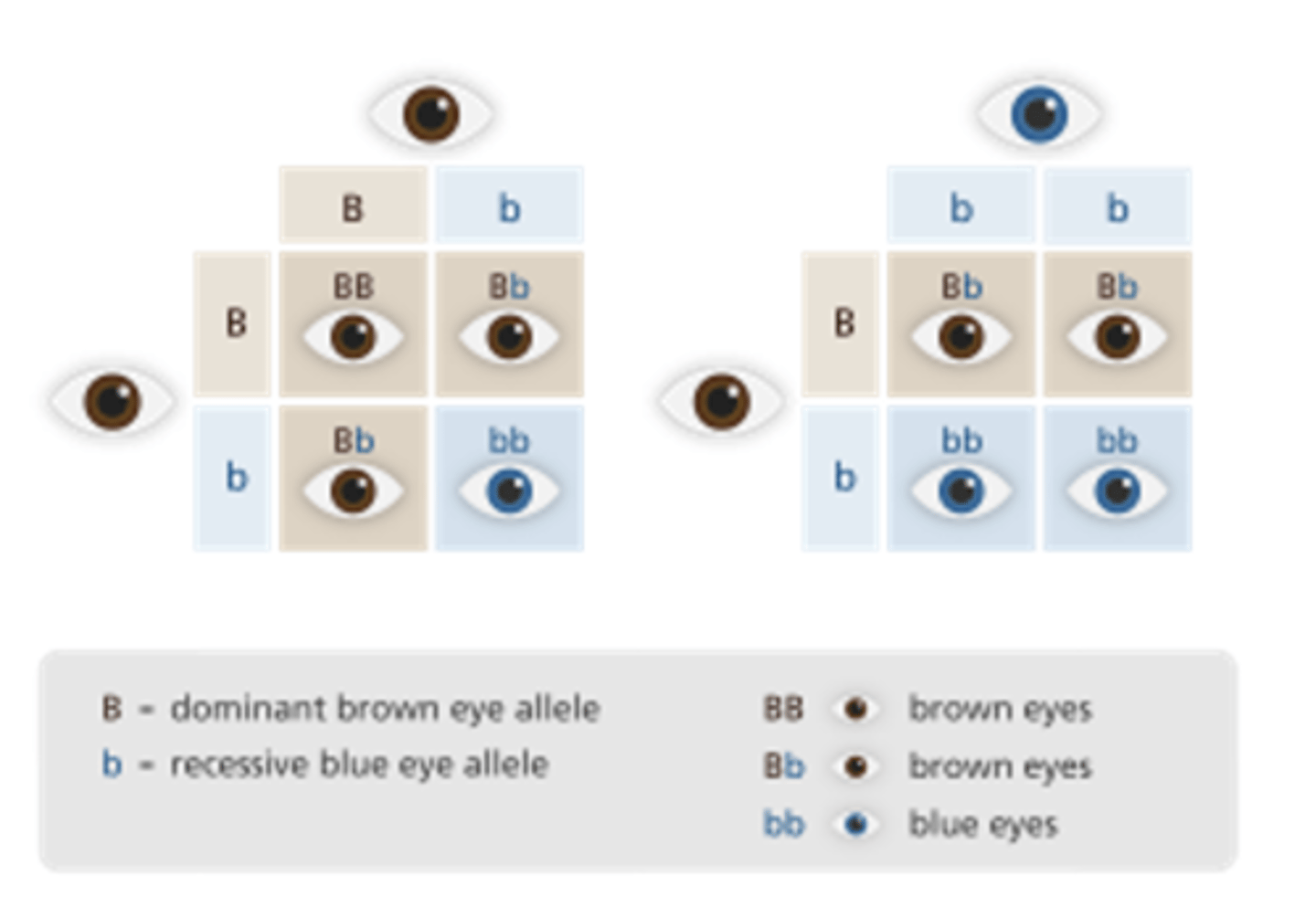 <p>When one gene pair overrules its pair, it is said to be dominant. Gene pair that is overruled is said to be recessive</p>