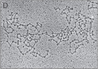 <p><br><span>Identify the fiber below</span></p><p><span style="line-height: 15pt;">2 nm fiber</span></p><p><span style="line-height: 15pt;">30 nm fiber</span></p><p><span style="line-height: 15pt;">10 nm fiber</span></p><p><span style="line-height: 15pt;">3 nm fiber</span></p>