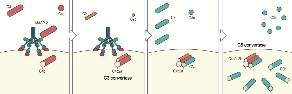 <ul><li><p>Activated by MASP-2 associated with MBL cleaves C4 to C4a and C4b which bind to microbial surface</p></li><li><p>C4b then binds to C2 which is cleaved by MASP-2 to C2a and C2b forming the C4b2a complex</p></li><li><p>C4b2a is an active C3 convertase cleaving C3 to C3a and C3b which binds to the microbial surface or to the convertase itself</p></li><li><p>One molecule of C4b2a can cleave up tp 1000 molecules of C3 to C3b. </p></li><li><p>Many C3b molecules bind to the microbial surface.</p></li></ul>