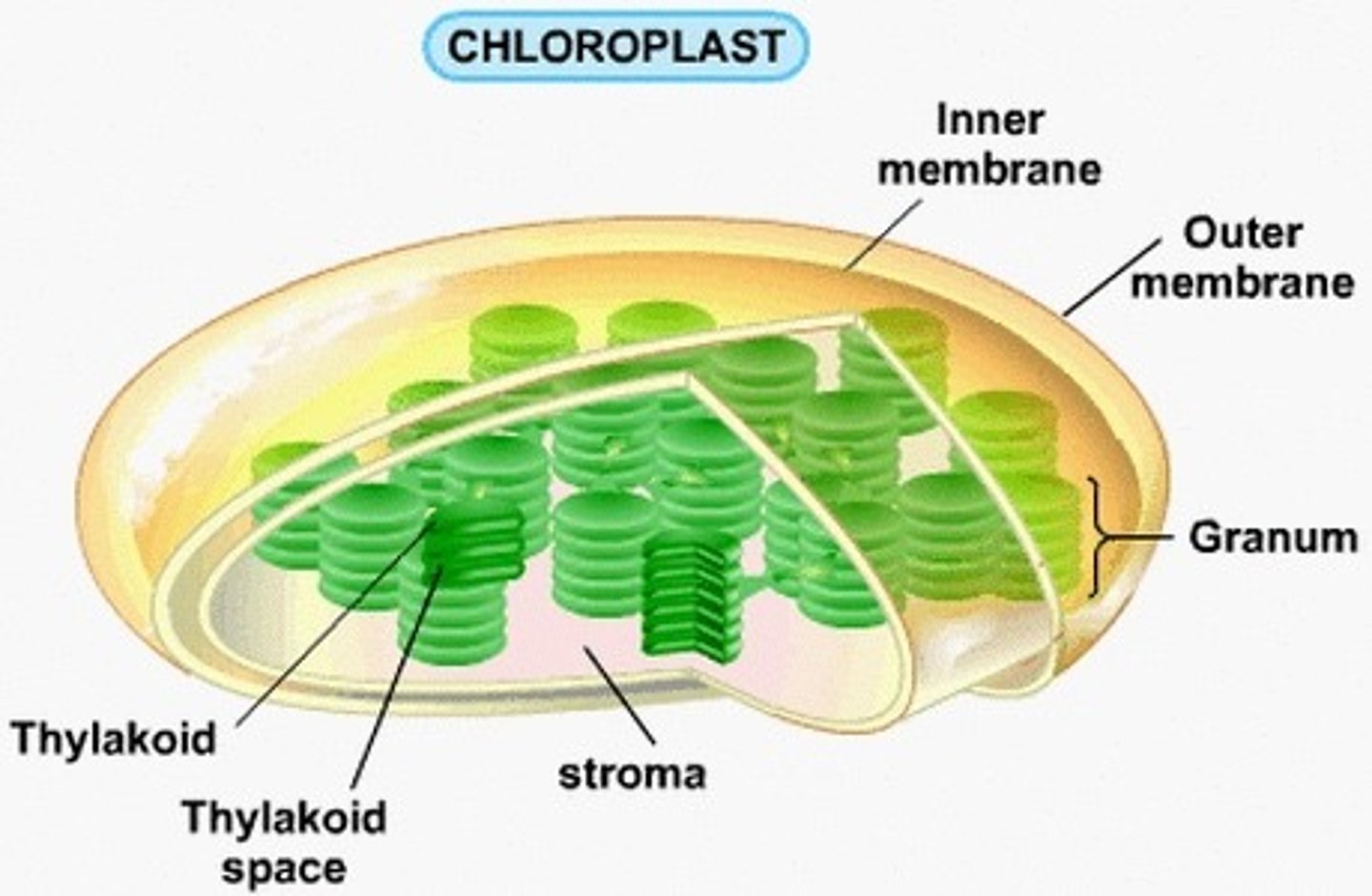 <p>Contain Chlorophyll pigments for photosynthesis</p>