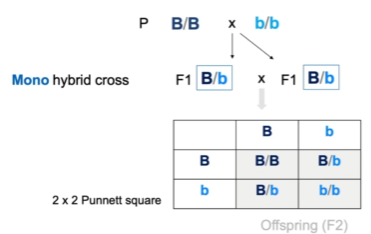 <p>Cross between two parents who are heterozygous (hybrid) for a single trait (mono), dihybrid (two traits)</p><p>Phenotypes dependent on dominance of trait</p><ul><li><p>Complete dominance - 3:1</p></li><li><p>Incomplete dominance or codominance - 1:2:1</p></li></ul><p></p>