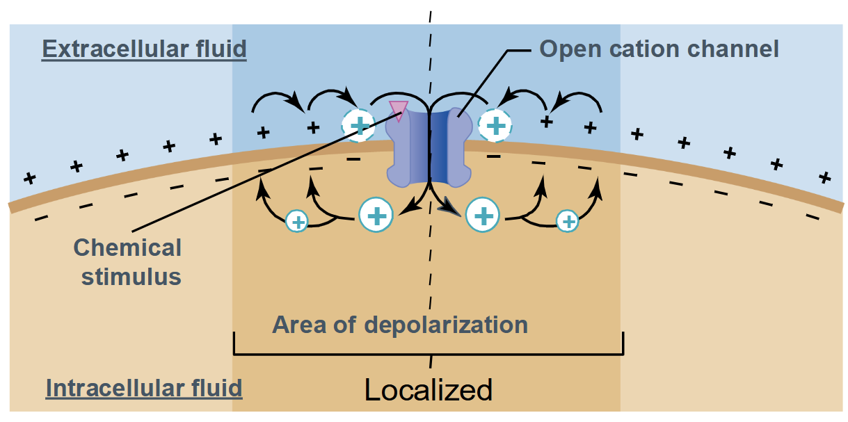 <ul><li><p><span style="background-color: transparent;"><span>Occurs in a small region of the plasma membrane (localized)</span></span></p></li><li><p><span style="background-color: transparent;"><span>Magnitude can vary</span></span></p></li><li><p><span style="background-color: transparent;"><span>Decremental signals → become weaker as they get further from the origin</span></span></p></li><li><p><span style="background-color: transparent;"><span>No threshold and no refractory period</span></span></p></li></ul><p></p>