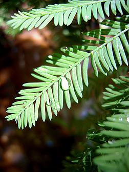<p>Common Name</p>