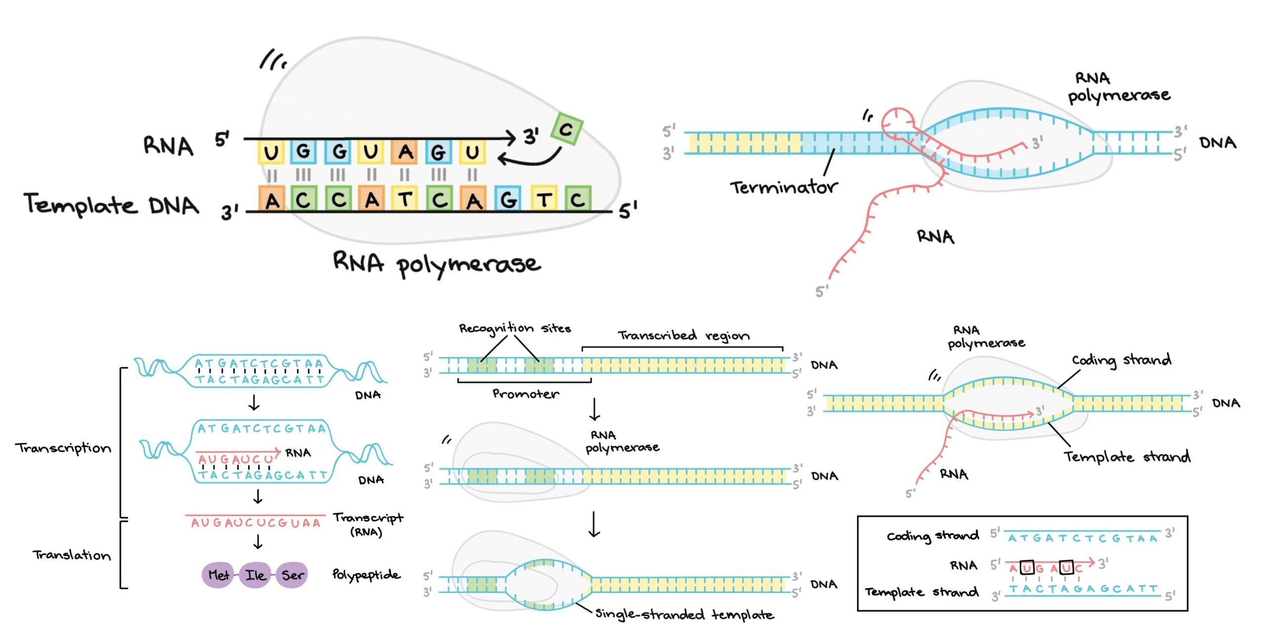 
1. synthesis of an RNA molecule from a DNA template
2. takes place in nucleus
3. involves:

   
   1. DNA template strand (3’→5’)
   2. RNA polymerase (binds to template strand and reads DNA 3’→5’ while building mRNA 5’→3’)
4. unmodified RNA molecule containing exons and introns