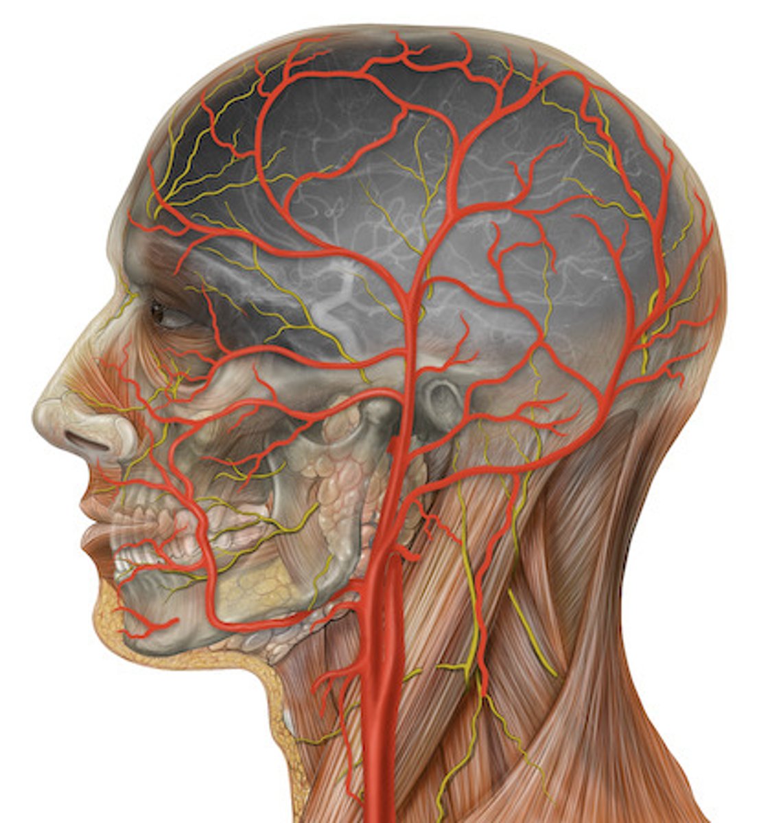 <p>Head</p>