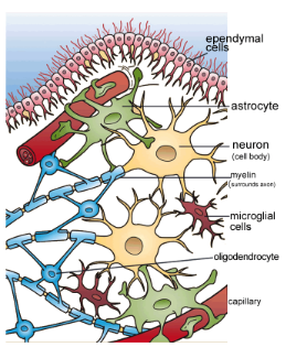 <p>Het zijn steuncellen.</p><ol><li><p>Essentiële rol voor w<strong>erking en instandhouding neuronen</strong></p></li><li><p>Neuronen van <strong>zuurstof en voedinsstoffen voorzien</strong></p></li><li><p><strong>Beschermende </strong>functie</p></li></ol><p></p>