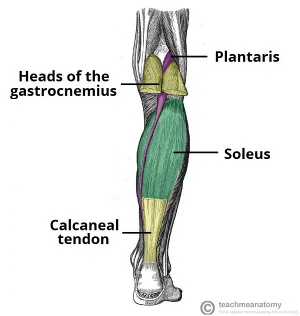 <p>part of the superficial posterior compartmenf of leg, underneath gastrocnemuus </p><ul><li><p><strong>Attachments</strong>: Originates from the soleal line of the tibia and proximal fibula. The muscle converges with the fibres of the gastrocnemius to form the calcaneal tendon, which inserts onto the calcaneus.</p></li><li><p><strong>Actions</strong>: Plantarflexion of the foot at the ankle joint.</p></li><li><p><strong>Innervation</strong>: Tibial nerve</p></li></ul><p></p><p>Arterty: Posterior tibial arterty </p>
