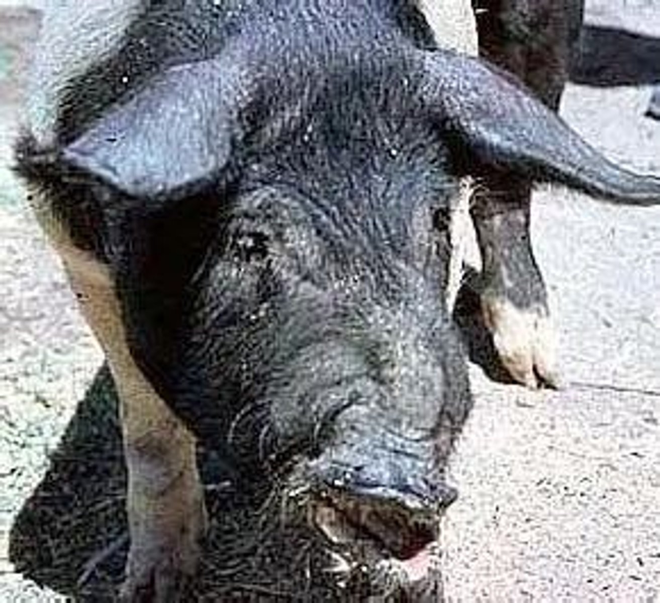 <p>Two forms: Nonprogressive atrophic rhinitis due to Bordetella bronchiseptica, mild and transient. Progressive atrophic rhinitis due to Pasteurella multocida, severe and permanent, usually accompanied by poor growth.</p>