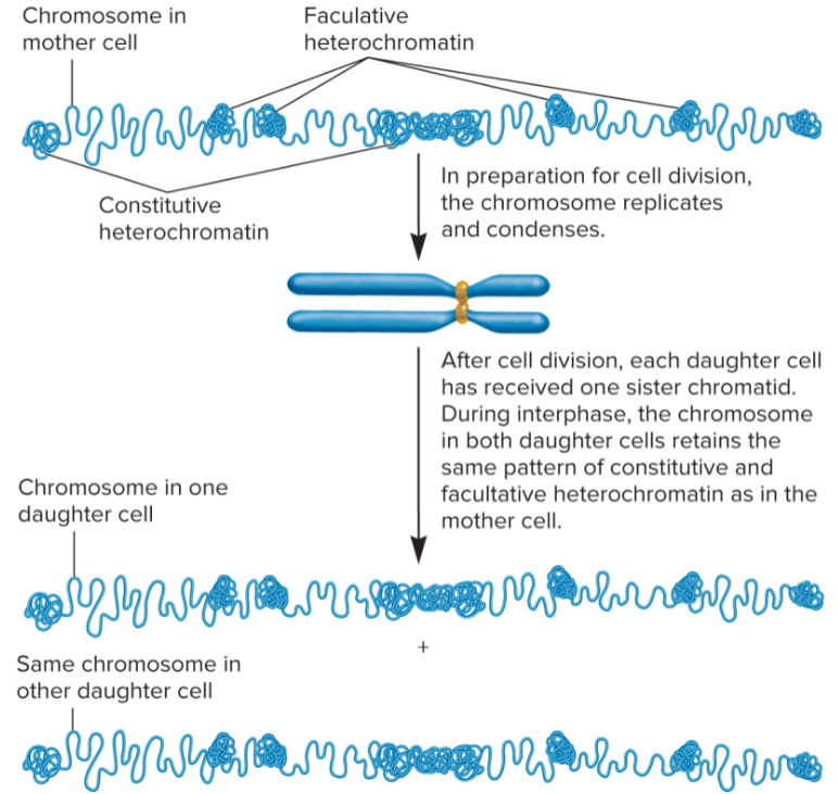 <ul><li><p>pattern of constitutive and facultative heterochromatin is same in daughter cells as it was in mother cell</p></li><li><p>Multicellular species: heterochromatin patterns established during embryonic development</p></li><li><p>Constitutive: same in all cell types</p></li><li><p>Facultative: cell specific</p></li></ul><p></p>
