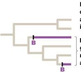 <p>does not include the most recent common ancestor, arise from convergent evolution (have independent traits)</p><p>(shown in purple)</p>