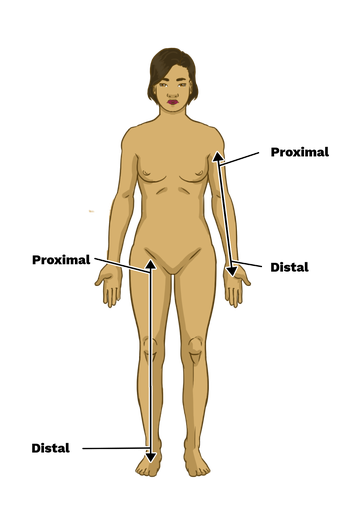 <p>proximal</p>