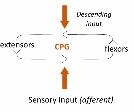 <p>Describe how a spinal Central Pattern Generator (CPG) produces rhythmic locomotor activity, and explain the role of inhibitory interneurons and sensory/descending inputs in this process. Also, name two other behaviors (besides walking) that are generated by rhythmic pattern generators.</p>