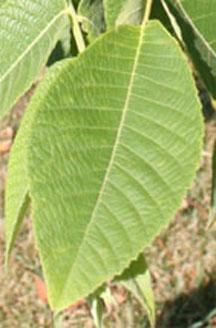 <p>Leaf Shape</p>