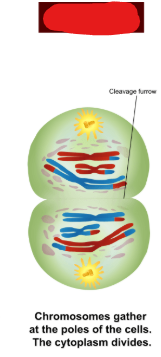 <p>The phase in meiosis at which chromosomes begin to unravel again and 2 nuclear envelopes begin to form around previous, now seperated, pairs of homologous chromosomes. Additionally cytokinesis begins to take place at this stage and sometimes even occurs alongside it. In some organisms the chromosomes stay condensed and the nuclear envelope is not built due to the fact that cells will soon begin meiosis 2.</p>