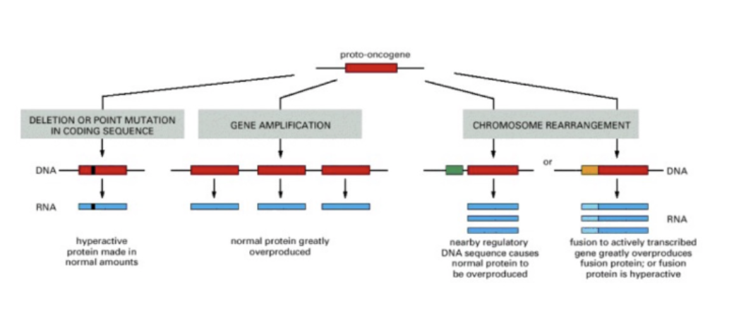 <p>protonco → onco</p><ol><li><p>change in coding seq - hyperactive protein (normal amounts, abnormal protein)</p></li><li><p>gene amplification - more copies of protein (normal protein, abnormal amount)</p></li><li><p>chr rearrangement - bring together seqs</p></li></ol><p></p><p>Normal protein – more of it:</p><ul><li><p>Gene amplification</p></li><li><p>Altered expression</p></li></ul><p>Disruption of gene function</p><ul><li><p>Gene fusion – novel hybrid protein</p></li><li><p>Deregulated activity – ligand independent signaling</p></li><li><p>mutation = increased activity</p></li></ul>