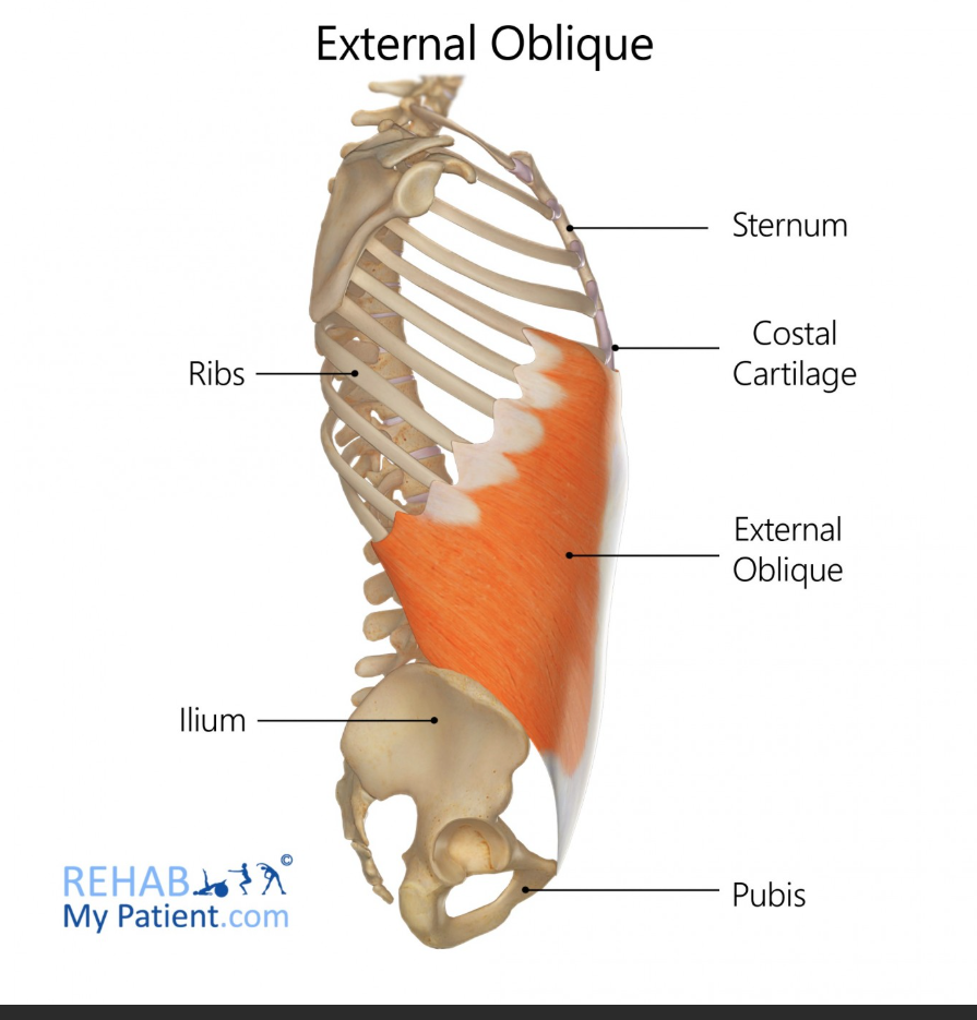 <p>External Obliques Origin</p>
