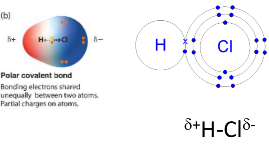 <ul><li><p>a polar covalent bond has a permanent dipole (slight -ve charge and slight +ve)</p></li><li><p>Dipole = molecule whose ends have opposite charges e.g. HCl</p></li><li><p>H2O is a polar molecule, with a dipole +ve at the H2 end and -ve at the O end</p></li><li><p>Polar bonds may not have a Dipole e.g. CCl4 (-ve charges spread out around C so NO NET DIPOLE)</p></li><li><p>Medium strength, stronger when molecules are closer together</p></li></ul><p></p>