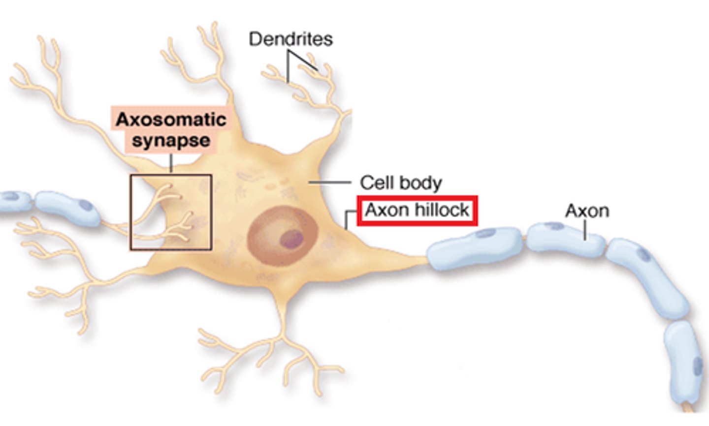 <p>the cone-shaped area from which axons arise and is important in producing the action potential</p>