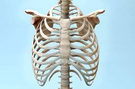 <p>Calcium (Ca) </p>