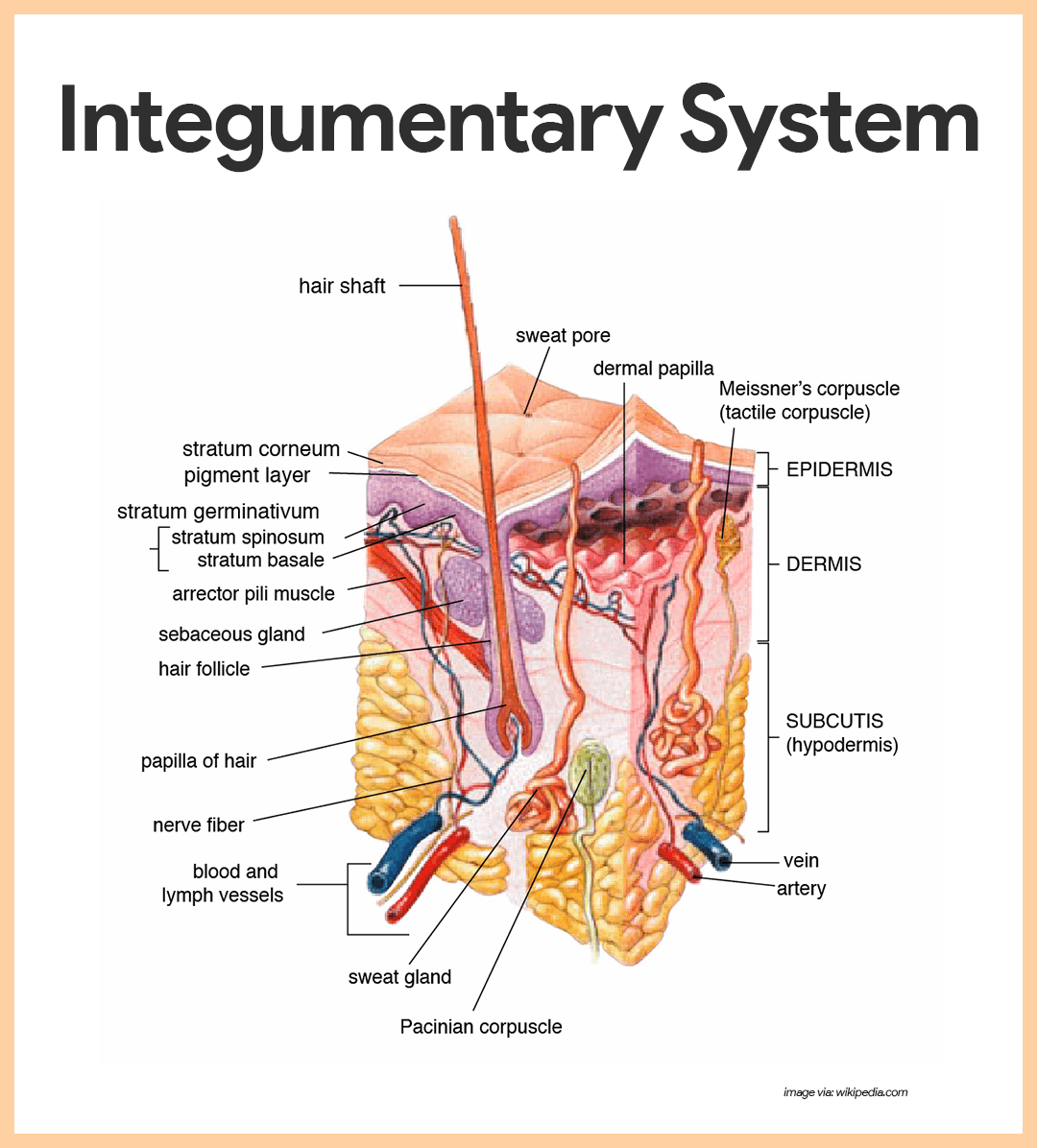 <p>&nbsp;</p><p>Integumentary system</p>