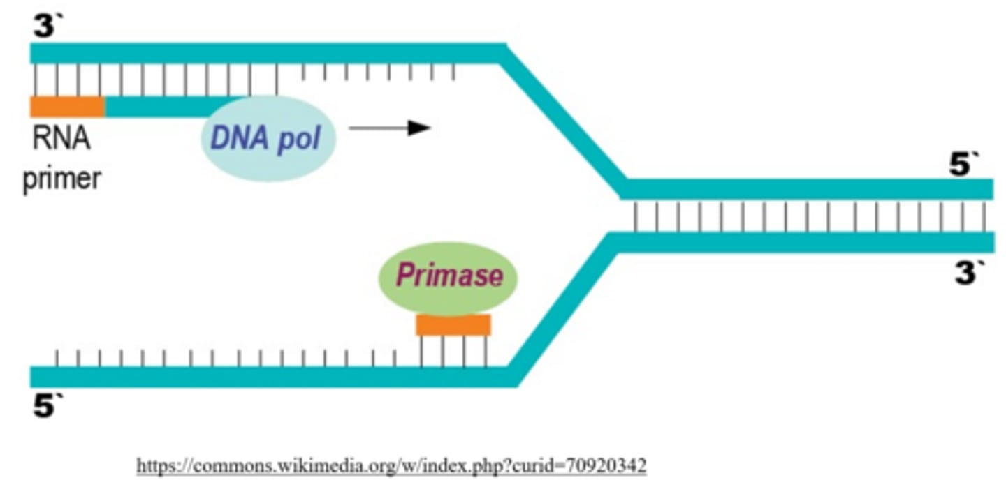 <p>primase</p>