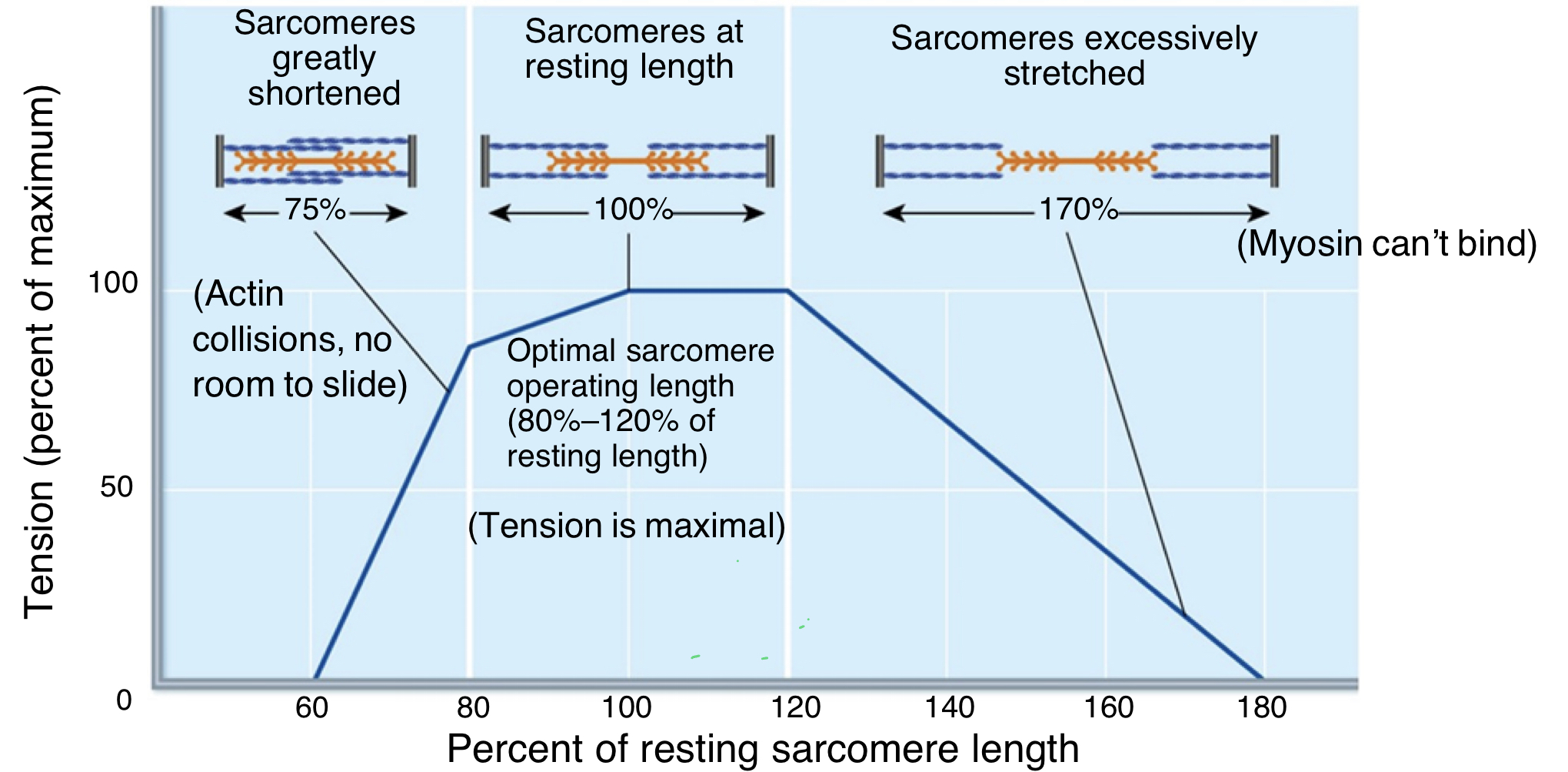 <ul><li><p>there is an ideal length of the sarcomere, where the length is just long enough to support the correct amount of muscle tension for contraction to occur</p></li><li><p>sarcomeres at resting length: optimal sarcomere operating length is 80-120% of resting length; tension is maximal (amount of actin and myosin overlap that is desired- give a little more contraction and generate more tension)</p></li><li><p>sarcomeres greatly shortened: actin collisions, no room to slide (already so close to z-lines)</p></li><li><p>sarcomeres excessively stretched: myosin can&apos;t bind to actin bc too far apart</p></li></ul>